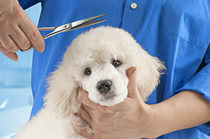 pet professionals with Carpal Tunnel