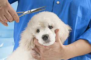 Poodle grooming at the salon for dogs pet professionals with Carpal Tunnel