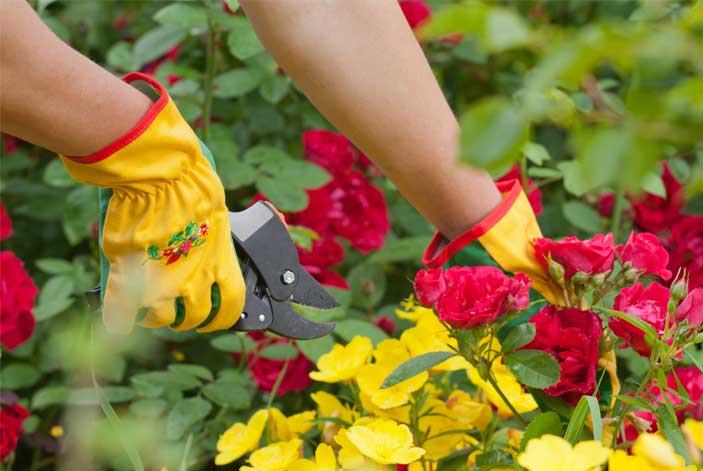 Gardeners have a high incidence of Carpal Tunnel Syndrome