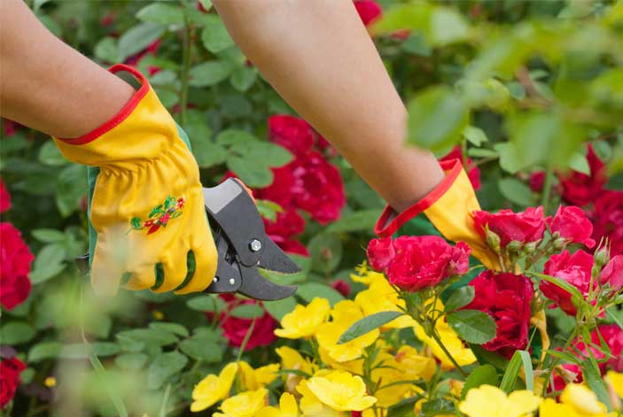 gardening-and-carpal-tunnel Gardeners have a high incidence of Carpal Tunnel Syndrome