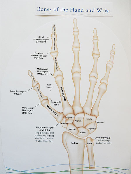 There are 27 bones in the hand and wrist