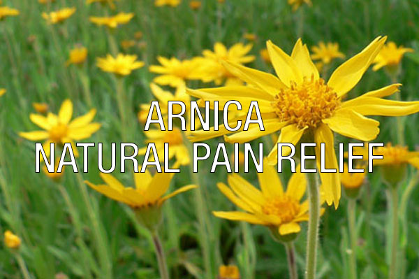 arnica Arnica