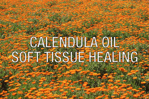 calendula marigold anti inflammatory