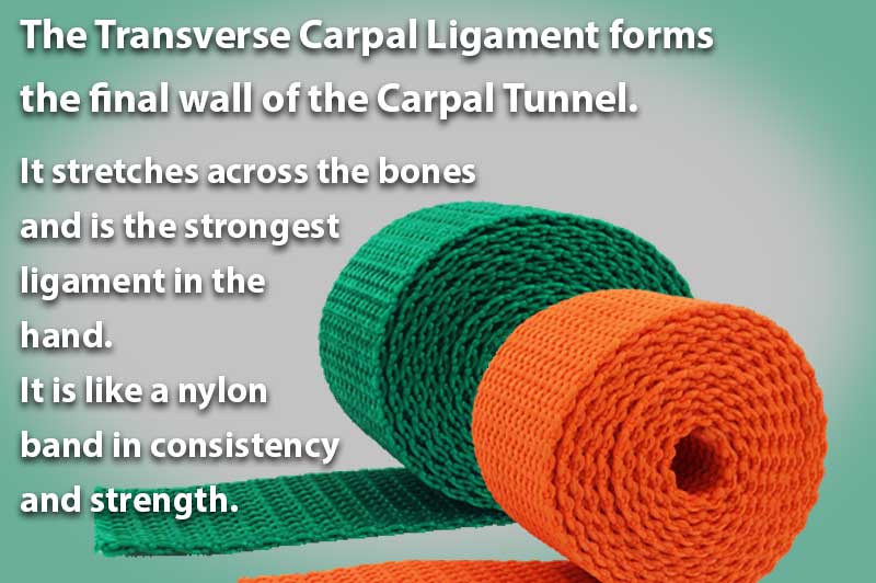 The Transverse Carpal Ligament forms the final wall of the Carpal Tunnel
