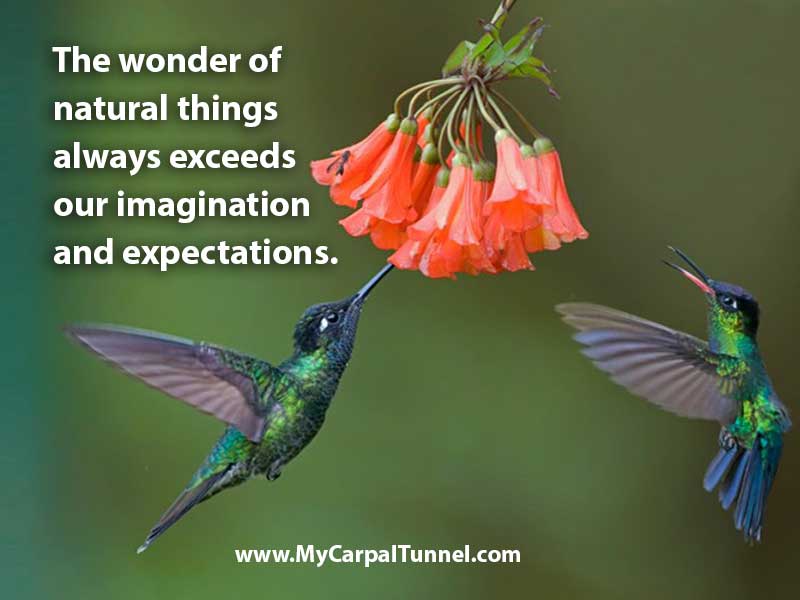 the wonder of natural things 