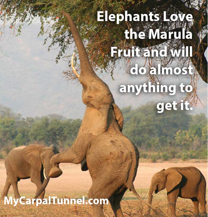 elephants are wondrous creatures that should only be approached with a trained guide