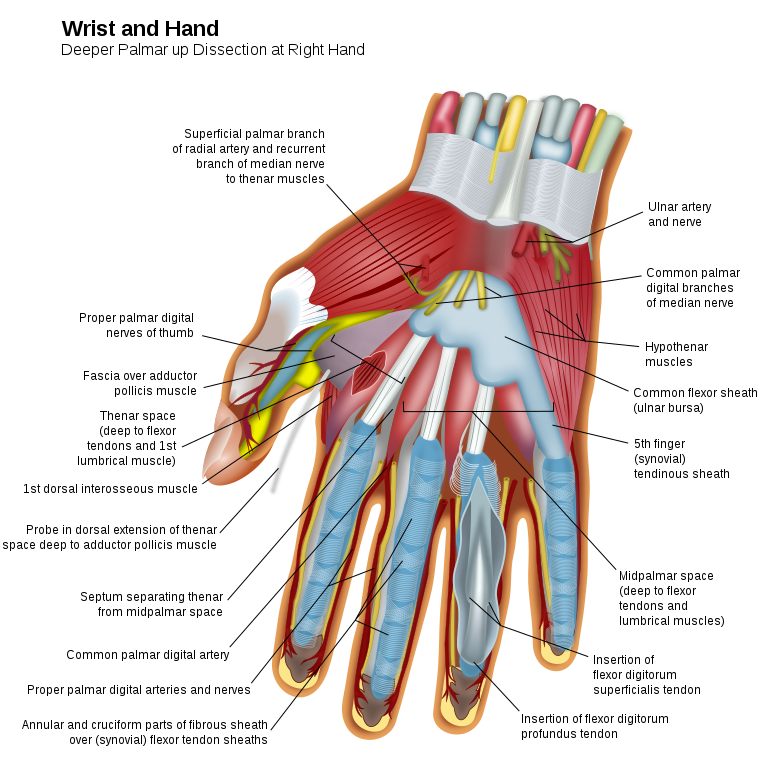 Hand-Muscles-can-atrophy-with-onset-of-carpal-tunnel-syndrome-thenar-muscles-and-hypothenar-muscle-groups Hand Muscles can atrophy with onset of carpal tunnel syndrome thenar muscles and hypothenar muscle groups mycarpaltunnel