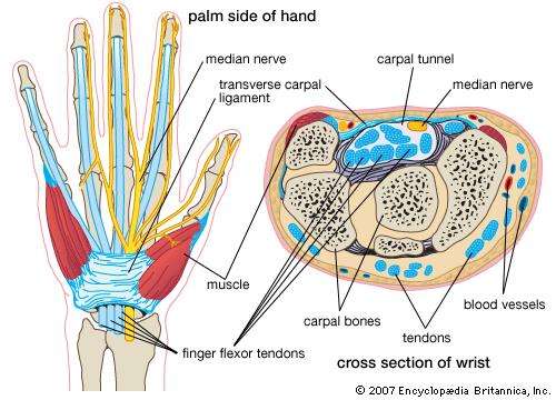 encyclopedia britanica medical cross section transverse carpal ligament carpal tunnel anatomical location mycarpaltunnel