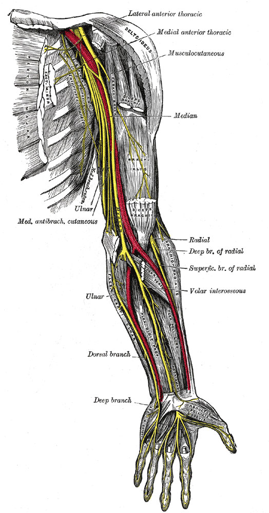 all nerves in forearm