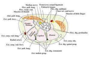 Anatomy of the Carpal Tunnel Illustration