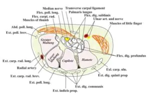 Anatomy of the Carpal Tunnel and Surrounding Soft Tissue 3 Anatomy of the Carpal Tunnel Illustration