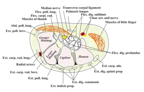 What is Carpal Tunnel? 4 Carpal Tunnel anatomy diagram cross section labeled