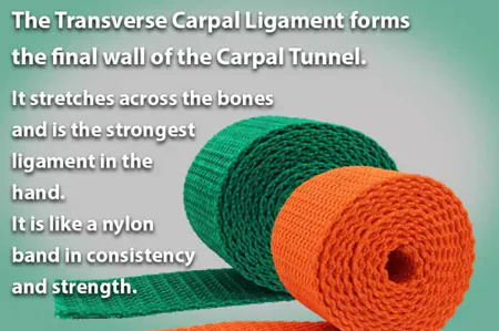 What is Carpal Tunnel? 5 Transverse Carpal Ligament