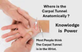 Where is the Carpal Tunnel Anatomically? Most people are confused. They think it is in the wrist, but it is actually in the base of the palm between the to major muscles of the hand. Anatomy of the Carpal Tunnel and surrounding soft tissue.