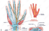 Hand wearing a soft wrist support for carpal tunnel relief