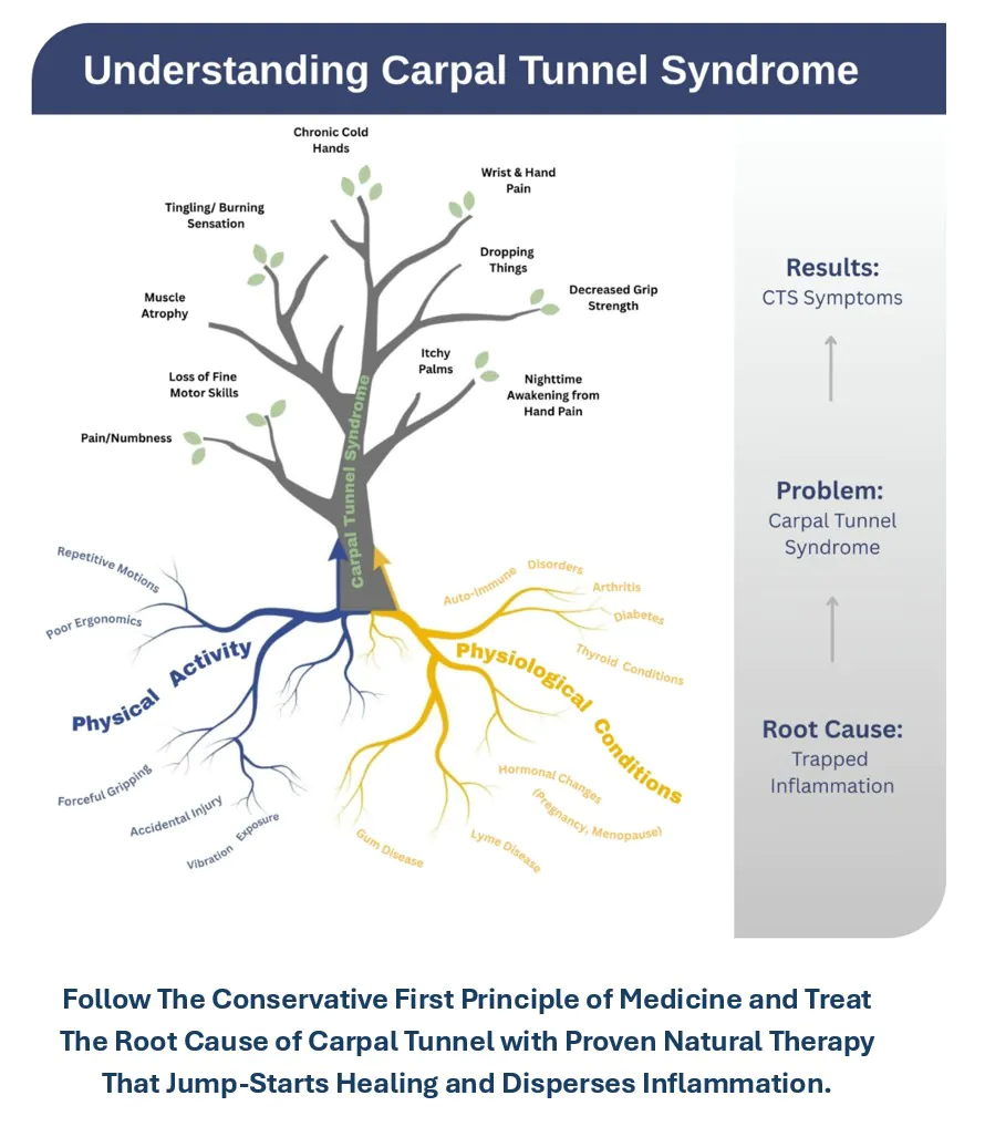 Anatomy of the Carpal Tunnel and Surrounding Soft Tissue 5 The Vulnerability of a Perfect Machine